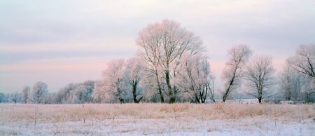 sunrise frosty winter morning in the meadowsの写真素材