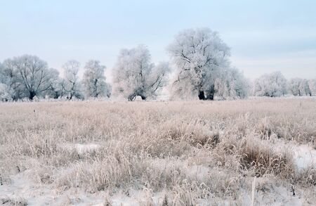 sunrise frosty winter morning in the meadowsの写真素材