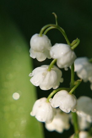 lilies of the valley in the morning after rainの写真素材