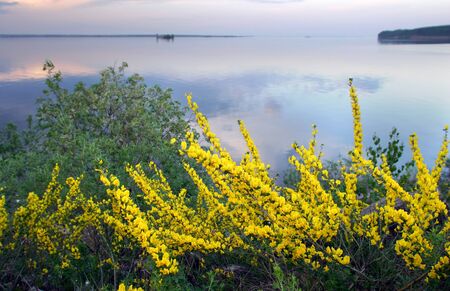 Siberian pea shrub  Karagan  blooms on the Kama Riverの写真素材