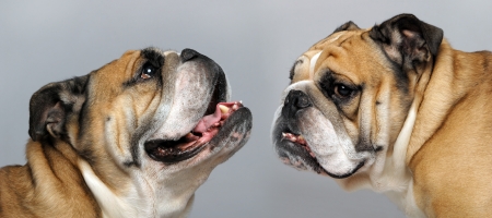 very beautiful, smart and funny dog in studioの写真素材