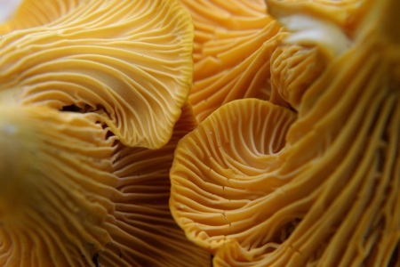 beautiful and very bright, orange mushroom in macroの写真素材