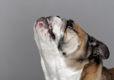 very beautiful, smart and funny dog in studioの写真素材