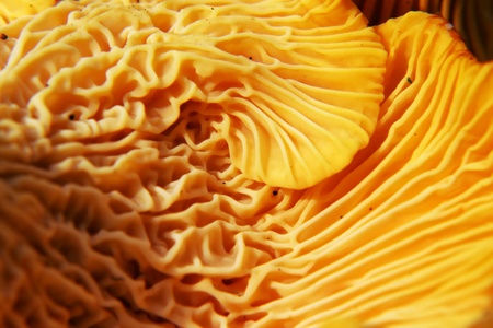beautiful and very bright, orange mushroom in macroの写真素材