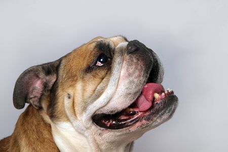 very beautiful, smart and funny dog in studioの写真素材