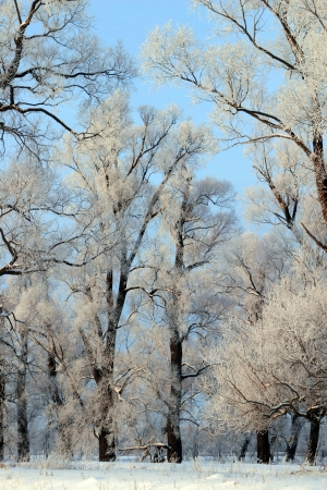 a long walk in nature snowy Russian winterの写真素材