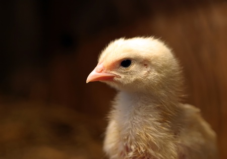 newborn fluffy yellow chicks sitting in the straw