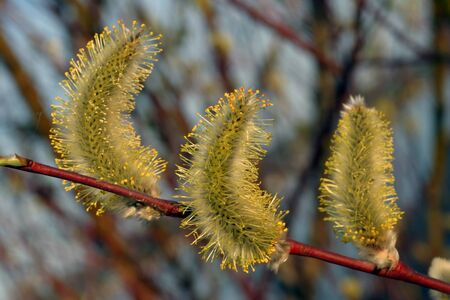 Spring flowering willow on a clear dayの写真素材