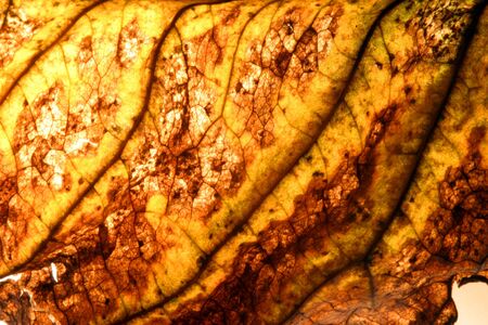 very beautifully illuminated dry, yellow, autumn leaf