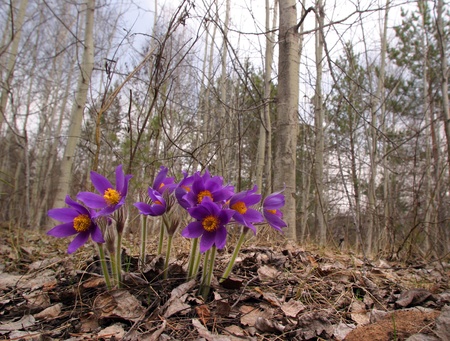 Beautiful spring purple wild flowers close up