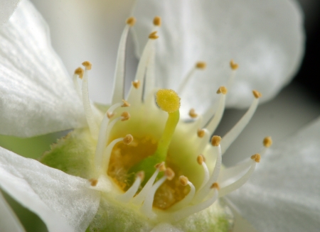 bird cherry trees blossoms in the garden close-upの写真素材