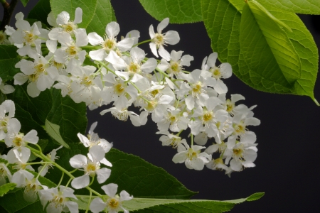 bird cherry trees blossoms in the garden close-upの写真素材