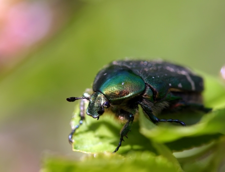 green Maybug sits on a flower budの写真素材