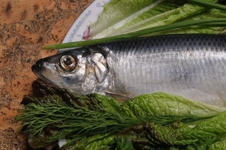 beautifully arranged on a plate tasty, salted herringの写真素材