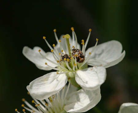 Spring flowering trees in the garden close upの写真素材