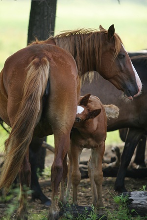 herd of horses grazing freely on the water meadowsの写真素材