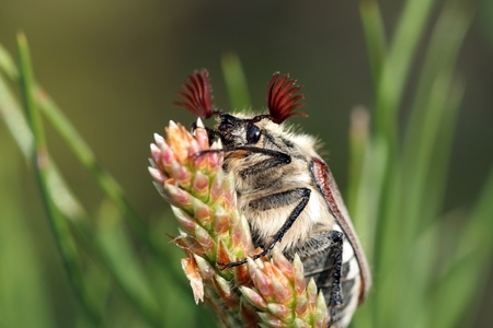 chafer with eyelashes sitting on a tree