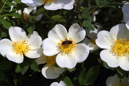 beautiful blooming white flowers placer outdoors in spring