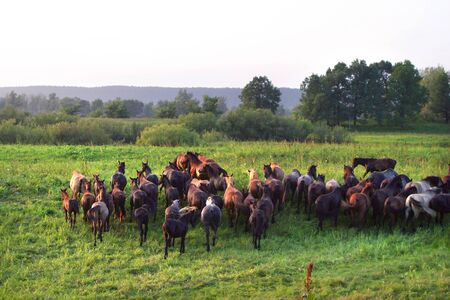 herd of horses grazing freely on the water meadows