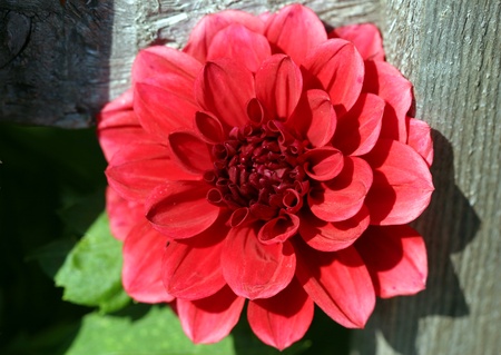 close-up of a beautiful flower dahlia red summer in the gardenの写真素材