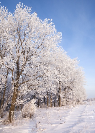 Walk through the beautiful winter scene in Russiaの写真素材