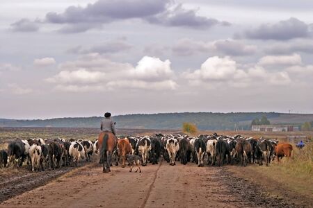 a large herd of cows walking on a  pastureのeditorial素材