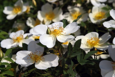 beautiful blooming white flowers placer outdoors in springの写真素材