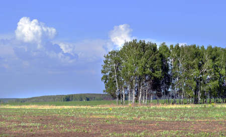 beautiful spring-summer landscape meadows in bright cloudy day