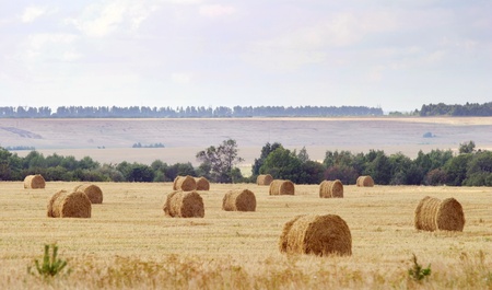 many round bales of hay are in the fields