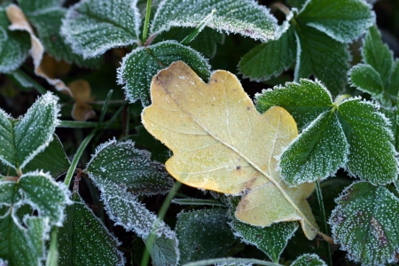 Macro green grass covered with hoarfrost