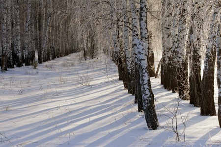 winter walk through the beautiful birch groveの写真素材