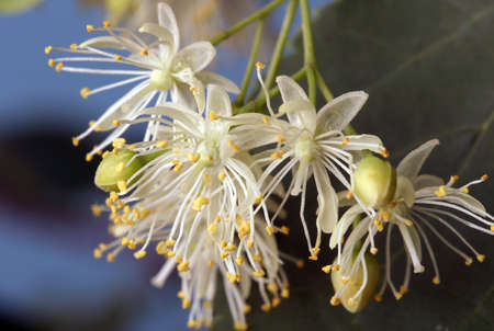 linden blossoms close-up on a background of leaves and sky