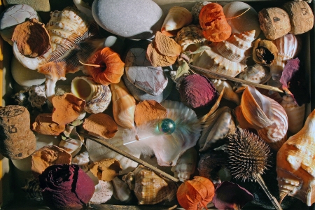 still life with stones and shellsの写真素材