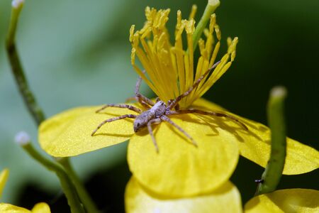 bright yellow spring flowers are blooming very nicelyの写真素材