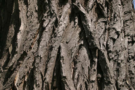 relief bark of an old tree close-up
