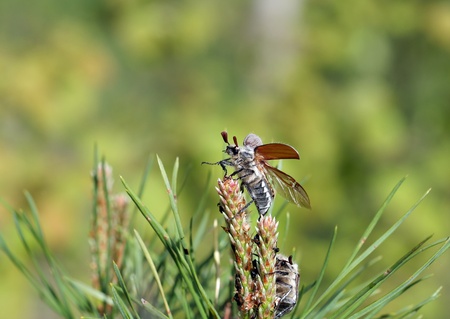 chafer with eyelashes sitting on a treeの写真素材