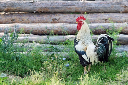 beautiful hens and roosters walking on the streetの写真素材