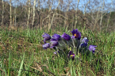 many spring primroses blooming in the park