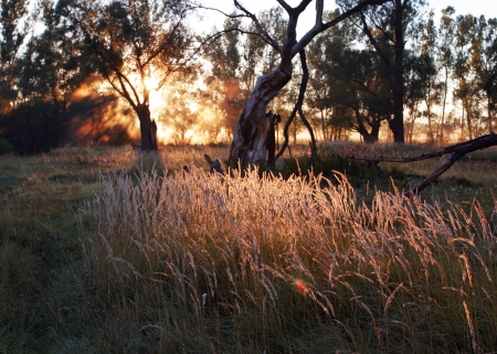 summer landscape dawn in the woods by the river in a fogの写真素材