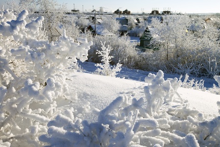 very beautiful trees completely covered with frostの写真素材