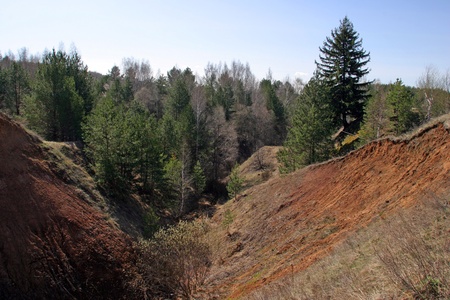 beautiful view of the forest through the ravineの写真素材