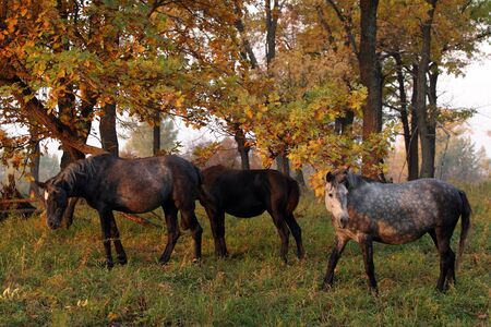 Horses in the autumn forestの写真素材