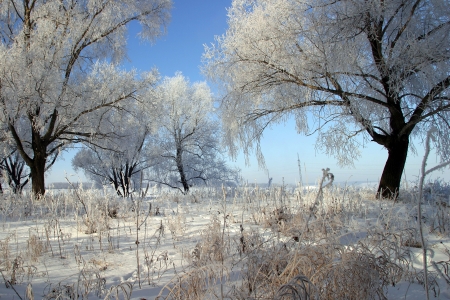 winter landscape bright frosty morning in the woods covered with frostの写真素材