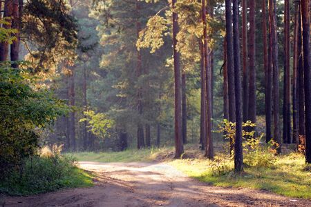 autumn landscape road through a pine forest at sunset