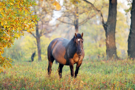 Horse in the autumn forestの写真素材