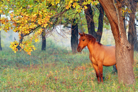 Horse in the autumn forestの写真素材