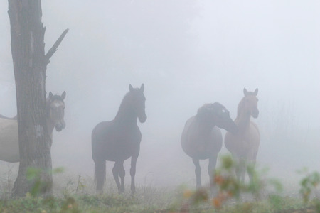 herd of horses in a thick fog in the autumn in the woodsの写真素材