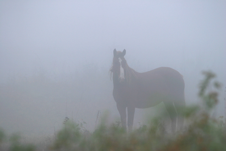 lone horse in a thick fog in the autumn in the oak groveの写真素材