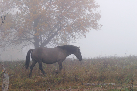 lone horse in a thick fog in the autumn in the oak groveの写真素材