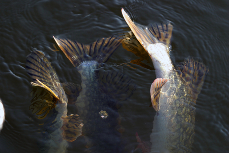 close-up of a pike caught on a hook in the riverの写真素材